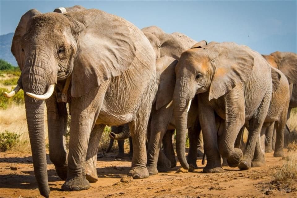 El elefante de sabana africano está 'En peligro', según la Lista Roja de Especies Amenazadas de la UICN.