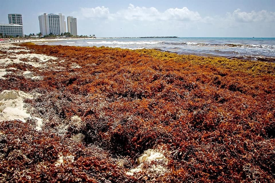El sargazo afecta la ecologa y el turismo en las playas de la Pennsula de Yucatn.