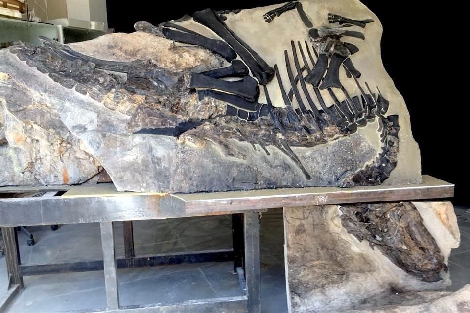 Bruno es un ejemplar de la familia de los hadrosáuridos de 5 metros de longitud que murió en el Cretácico tardío. Sus restos fueron conservados insertados en rocas.