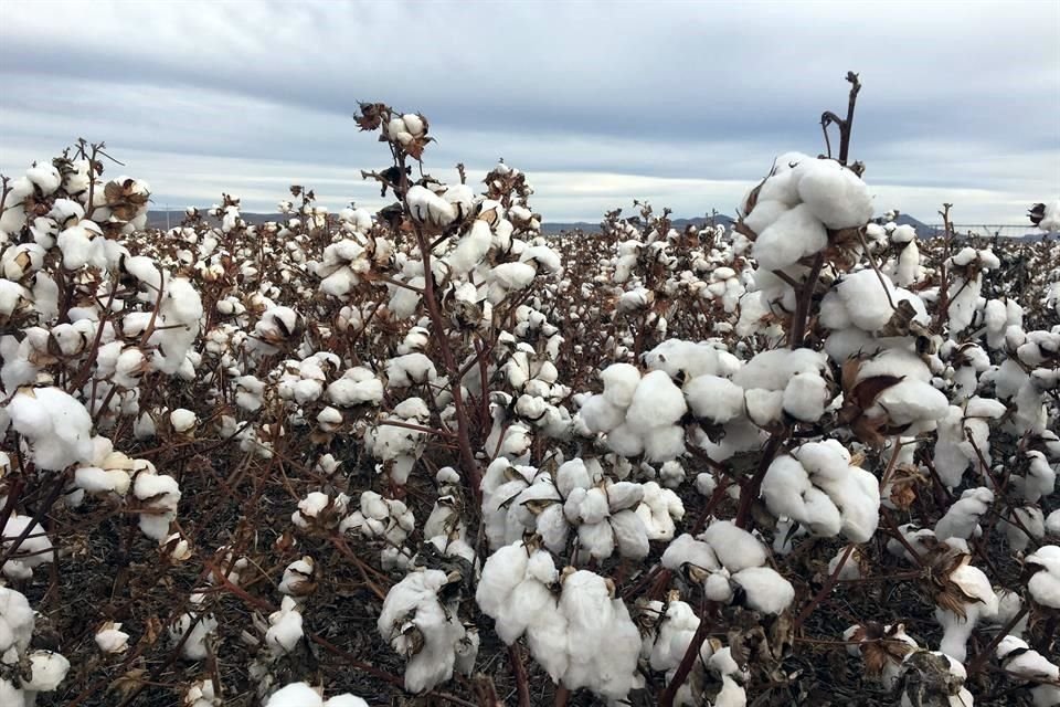 La menor disponibilidad de algodón se debe a la caída de entre un 30 y 35 por ciento de la superficie de siembra.