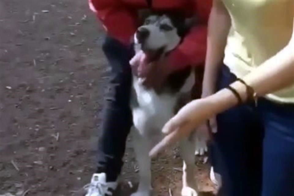 Un video que circula en redes sociales muestra a un Pomeranio que, según quien lo grabó, fue víctima del ataque de un perro raza Husky Siberiano.
