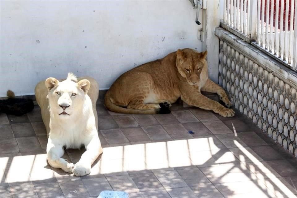La PGR y Profepa acudieron al domicilio en Iztacalco donde una persona tena tres leones en una azotea.