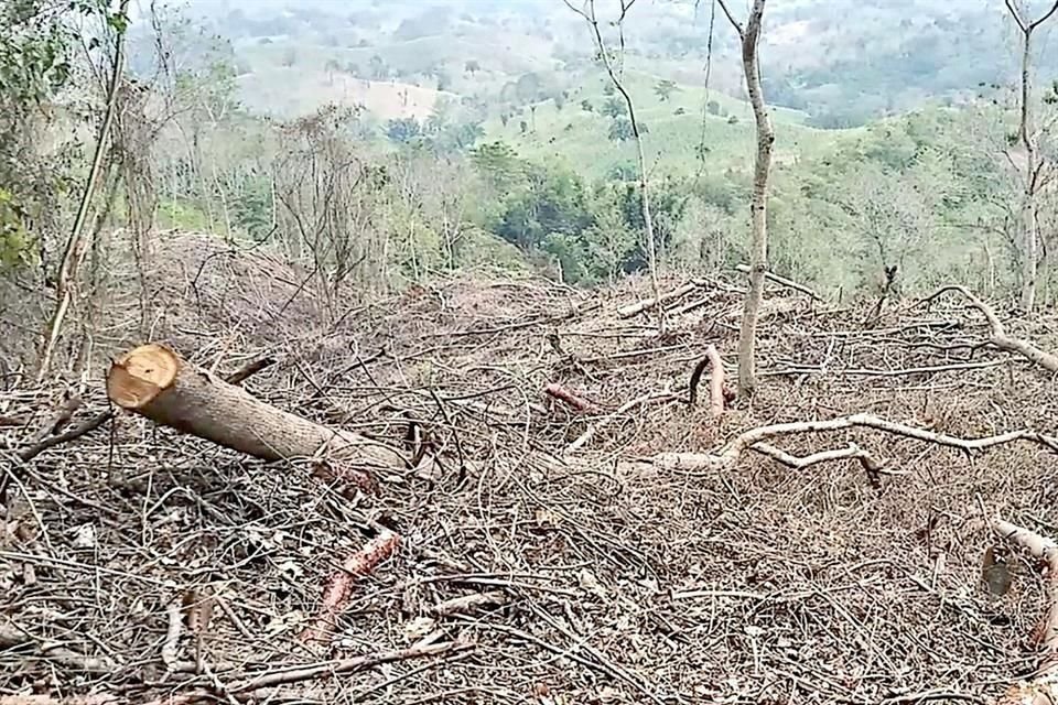 Campesinos han derribado sistemas agroforestales para cultivo de caf y plantos de cedros rojos.