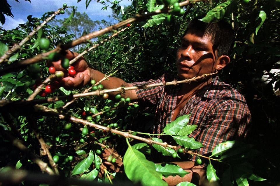 Pisca café un indígena en una plantación de San Vito;