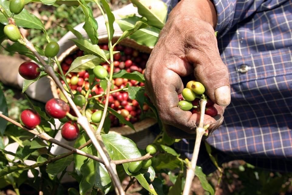 Los bajos precios del café están afectando a los productores pues reciben entre 5 y 8 por ciento del valor final en que se vende el grano.