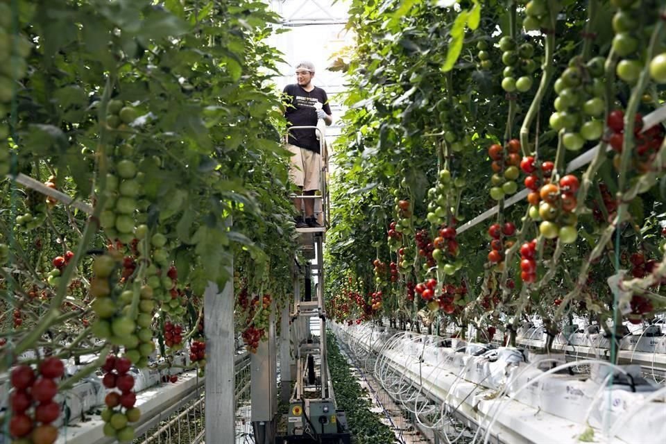 El 85% de lo que se produce mediante tcnicas de cultivo como malla sombra o invernaderos, corresponde al tomate.