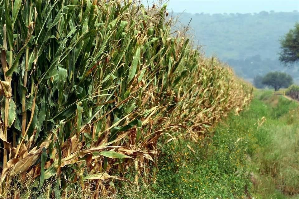 La producción del País en maíz blanco satisface la totalidad del consumo nacional.
