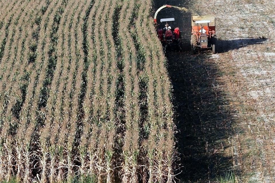 Agricultores de Brasil se encaminan a registrar una cosecha histórica de maíz.