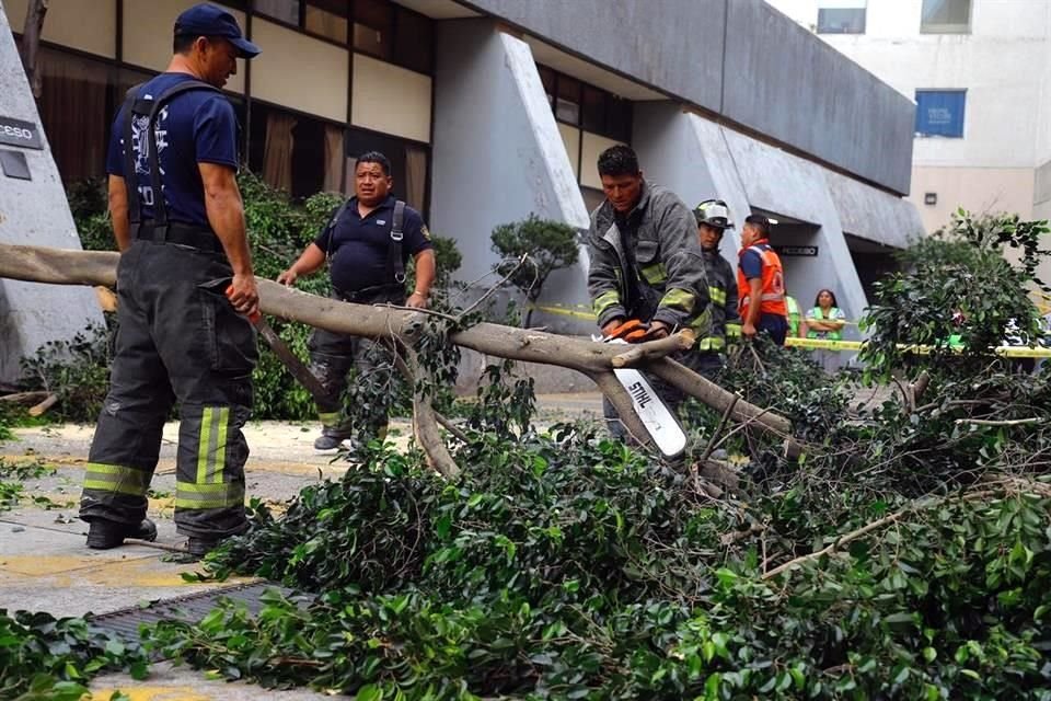 Personal de la Secretaría de Gestión de Riesgos y Protección Civil cortaron el árbol.