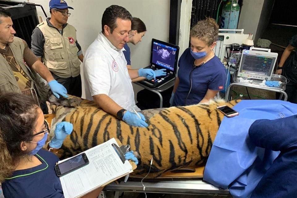Girinda, un tigre de bengala con 15 años de edad, fue sometido a una anestesia general para realizarle una cirugía