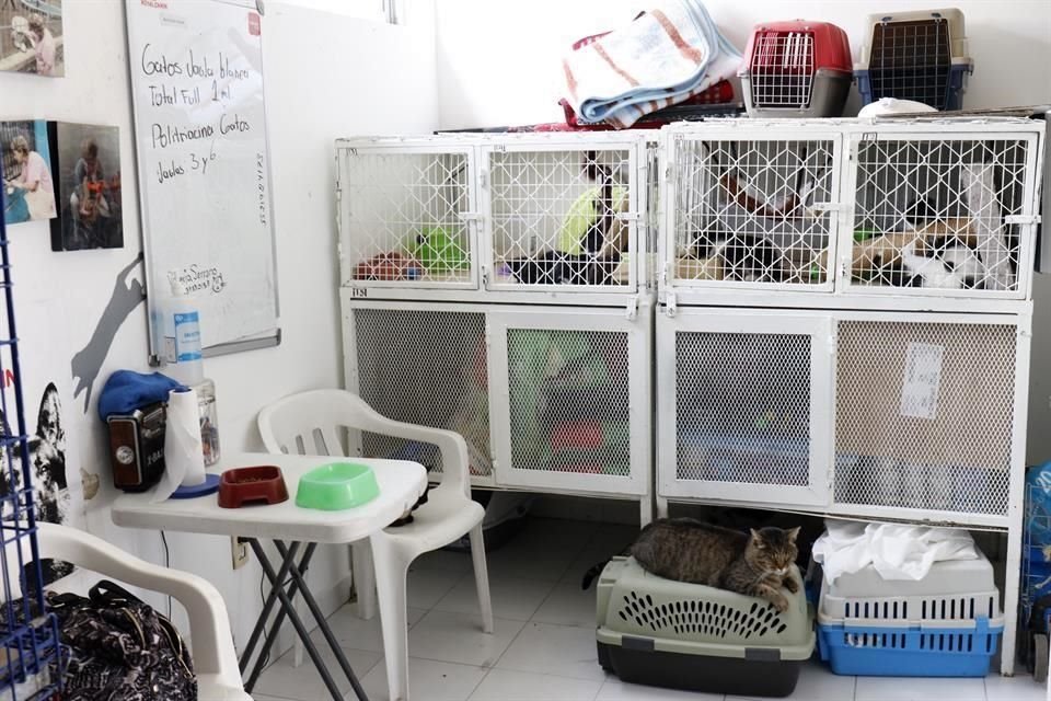 Tras el sismo del 19 de septiembre, el fenómeno del abandono de mascotas impactó a instancias de refugio, pues éstas debieron absorber mayor población sin que nuevas adopciones se concretaran