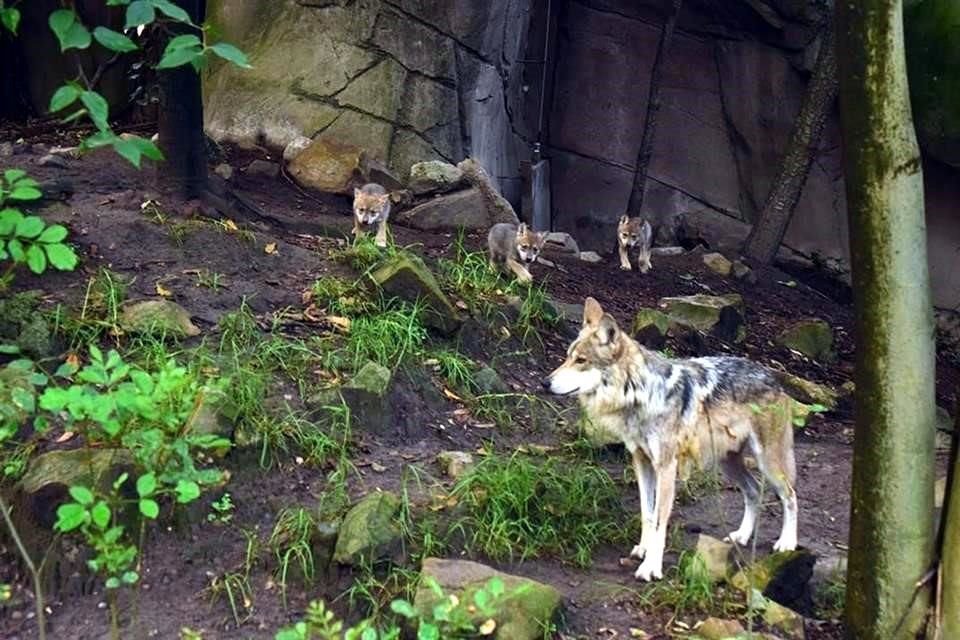El zoológico de Chapultepec cuenta con seis nuevos inquilinos. Se trata de seis lobos que se encuentran en periodo de lactancia.