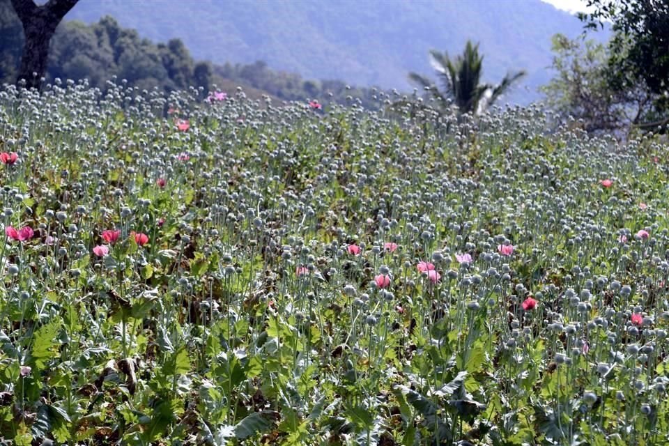 Cultivo de flor de amapola, de donde se extrae la goma de opio, en México.
