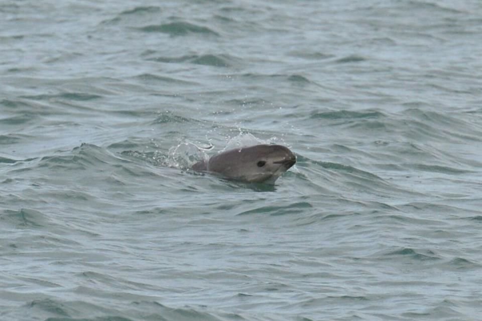 Tras designación del hábitat del cetáceo como Patrimonio Mundial en Peligro por la UNESCO, organizaciones pidieron rescatar a la especie.