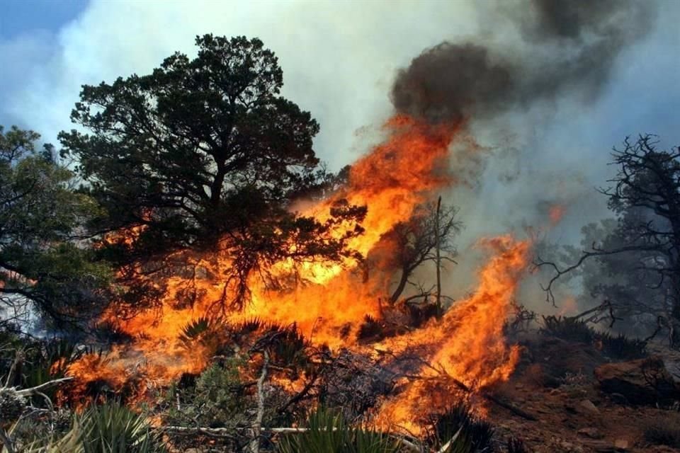 El incendio comenzó el lunes pasado, y en los reportes de la Conafor se menciona una afectación de 2 mil 990 hectáreas.