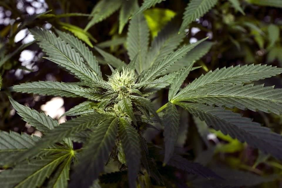 La Corte estableció que el Ejecutivo ha incumplido el mandato de la reforma de junio de 2017 a la Ley General de Salud, que daba seis meses para emitir normas que permitieran implementar la legalización de la cannabis con fines medicinales. 