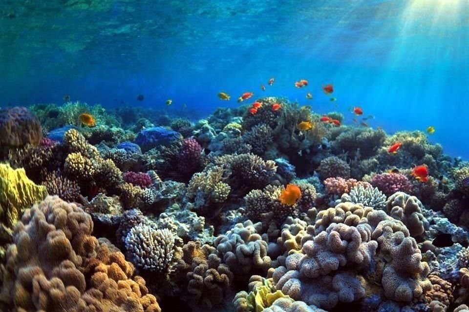 Investigadores descubrieron cinco arrecifes en el suroeste del Golfo de México, que en suma cubren un área superior a mil 100 hectáreas.