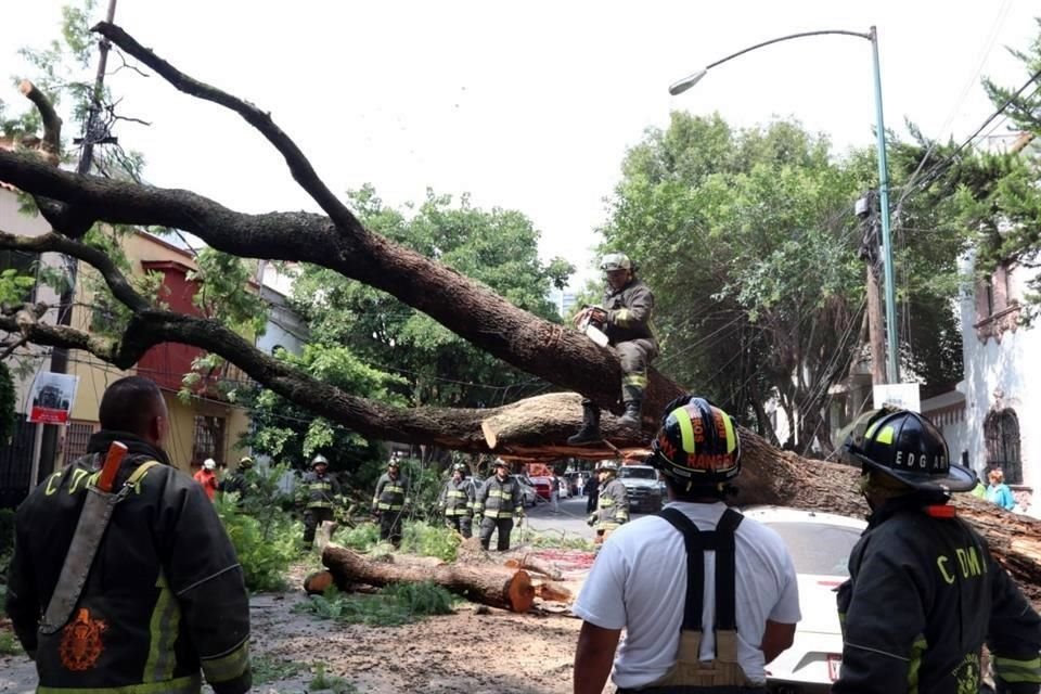 Un árbol cayó sobre un auto en la Calle Zamora, a la altura de Fernando Montes de Oca, en la Colonia Condesa.