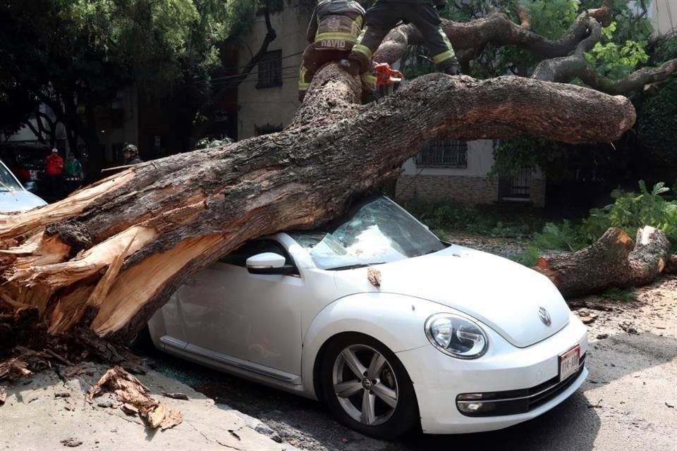 El árbol aplastó un vehículo que estaba estacionado en el lugar.