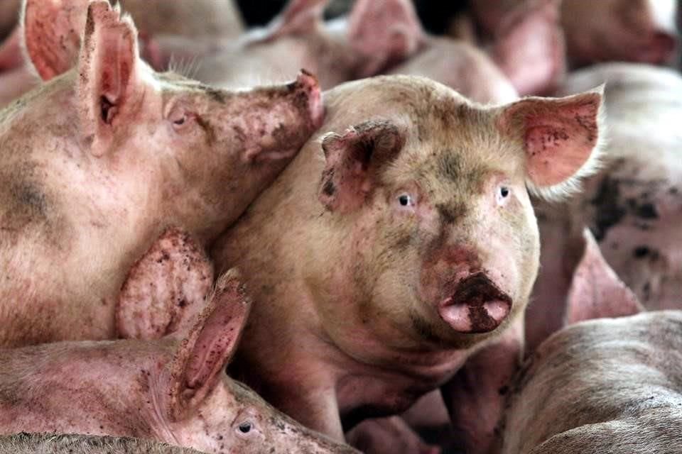 La peste porcina africana es una enfermedad altamente contagiosa para los animales domésticos y salvajes cuya mortalidad puede alcanzar el 100 por ciento y para la cual no existe una vacuna.