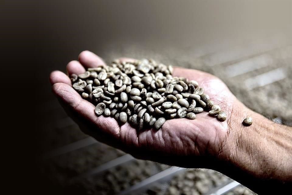 Víctor Villalobos Arámbula, expuso que las naciones de Mesoamérica son importantes productoras de café de calidad que se consume en todo el mundo.
