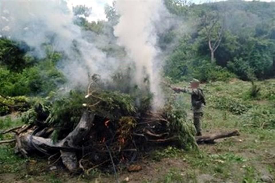 La Secretaría de la Defensa Nacional destruyó 88 plantíos de mariguana y 15 de amapola en seis estados.