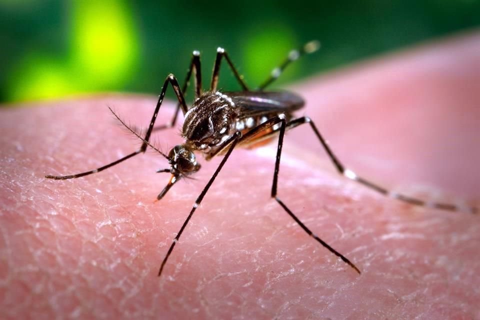 Veracruz, Jalisco, Chiapas, Oaxaca y Quintana Roo son los estados más afectados por el dengue.