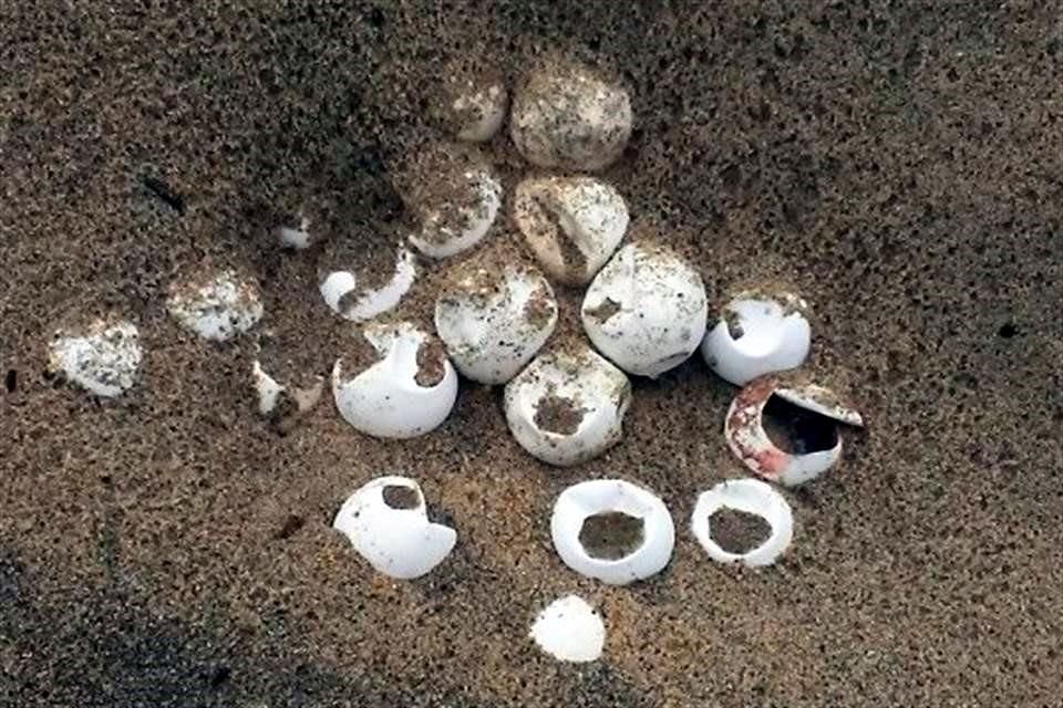 La tormenta 'Narda' dañó nidos de tortuga golfina.