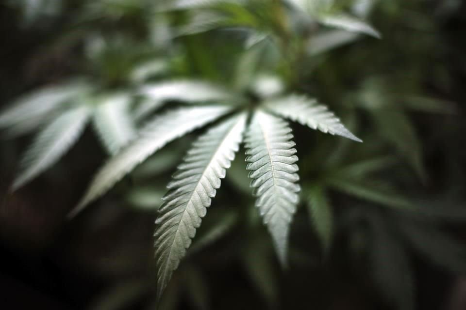 Desde 2017, la Ley General de Salud permite el uso de derivados de la cannabis para fines medicinales.