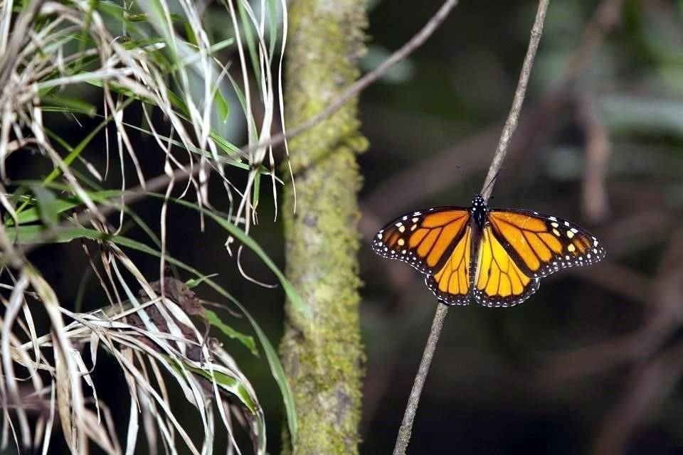 La sequía fue una de las principales causas de degradación forestal que se registró en la RBMM este periodo.