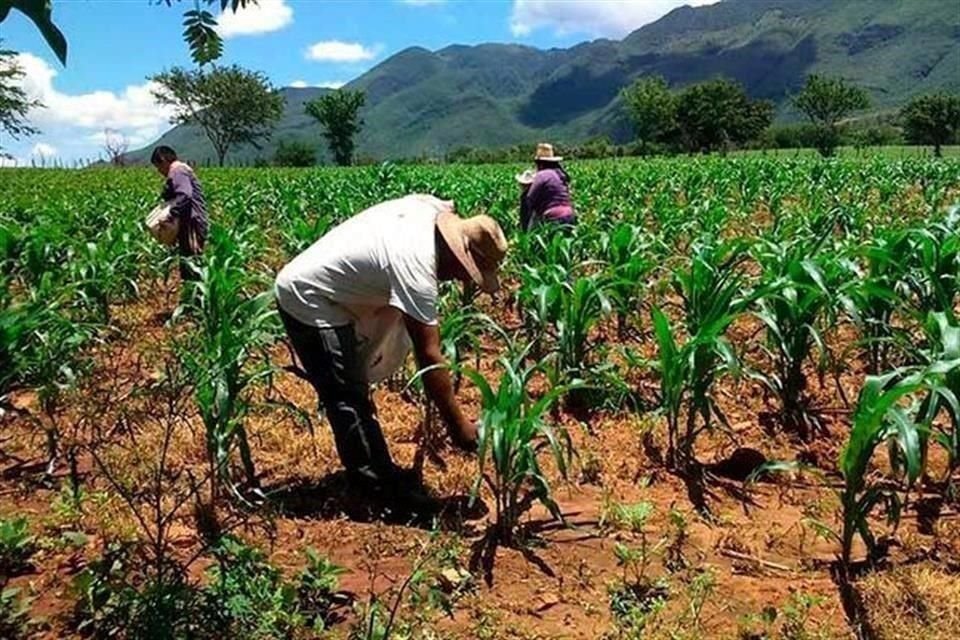 México denunció falta de pago de salario y tiempo extra a agricultores en EU.