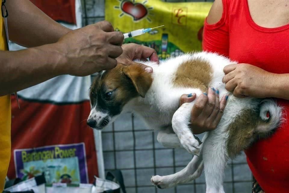 De acuerdo con OPS/OMS, indicó la dependencia, México es el primer País del mundo en recibir la certificación de eliminación de la rabia humana transmitida por perro.