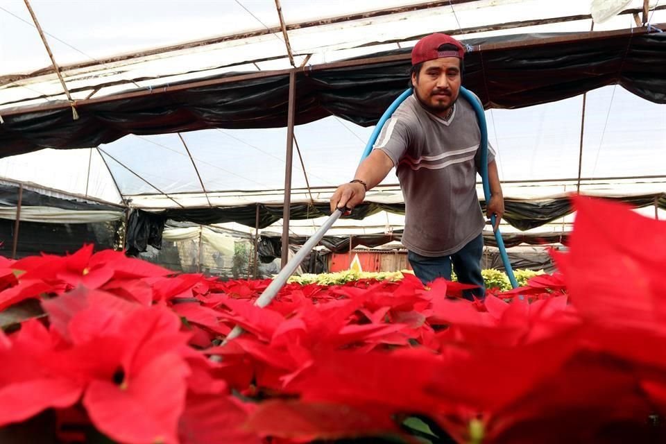 Delfino González floricultor dedica horas al cuidado de las Nochebuenas