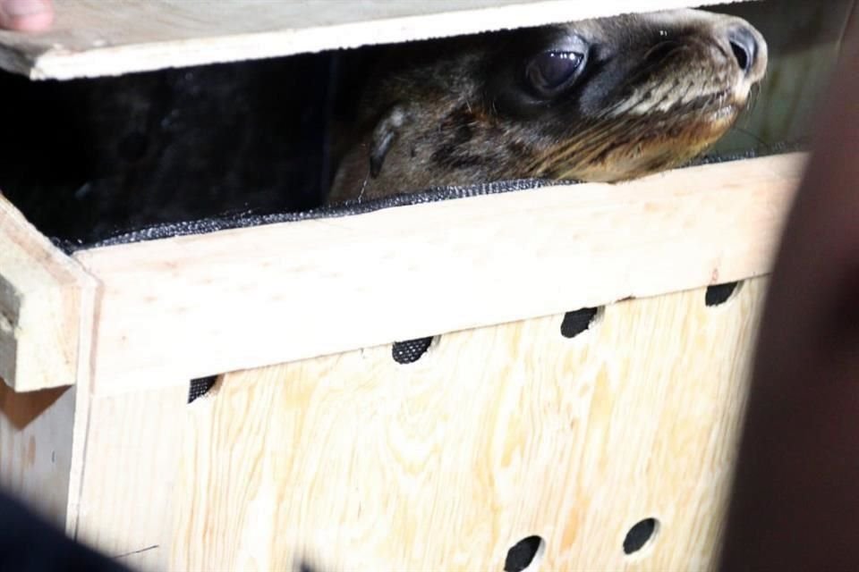 Una de las dos crías de lobos marinos confiscadas esta noche.