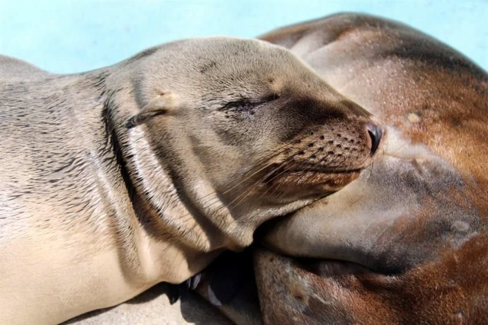 Los dos ejemplares juveniles de lobo marino de California que fueron rescatados y decomisados ayer se encuentran en el Zoológico de Chapultepec