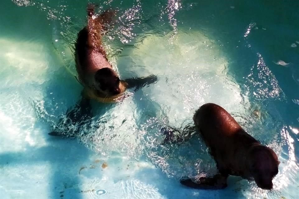Equipo médico veterinario del Zoológico de Chapultepec evalúa el estado de salud, pues  detectaron una baja condición corporal y deshidratación en las dos hembras