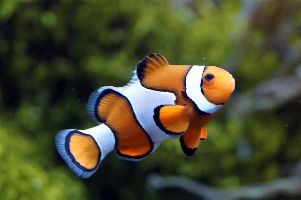 El pez payaso, protagonista de la película 'Buscando a Nemo', no puede adaptarse a los rápidos cambios del ambiente, alerta estudio.