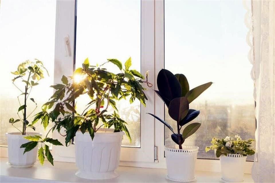 Se recomienda evitar poner las plantas cerca de las ventanas durante el frio.