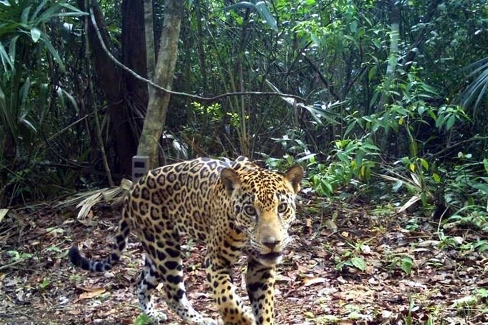 Científicos hallaron un jaguar asesinado, presuntamente para satisfacer al mercado de genitales de esta especie.