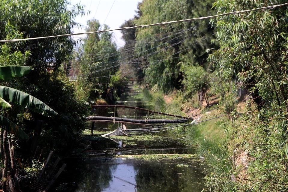 Los canales por donde se desplazaban las trajineras para trasladar las cosechas, reciben aguas negras del drenaje de los inmuebles ilegales.