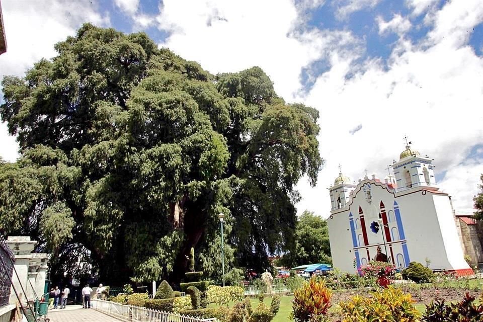 El Árbol del Tule, en Oaxaca, candidato a Patrimonio Mundial.