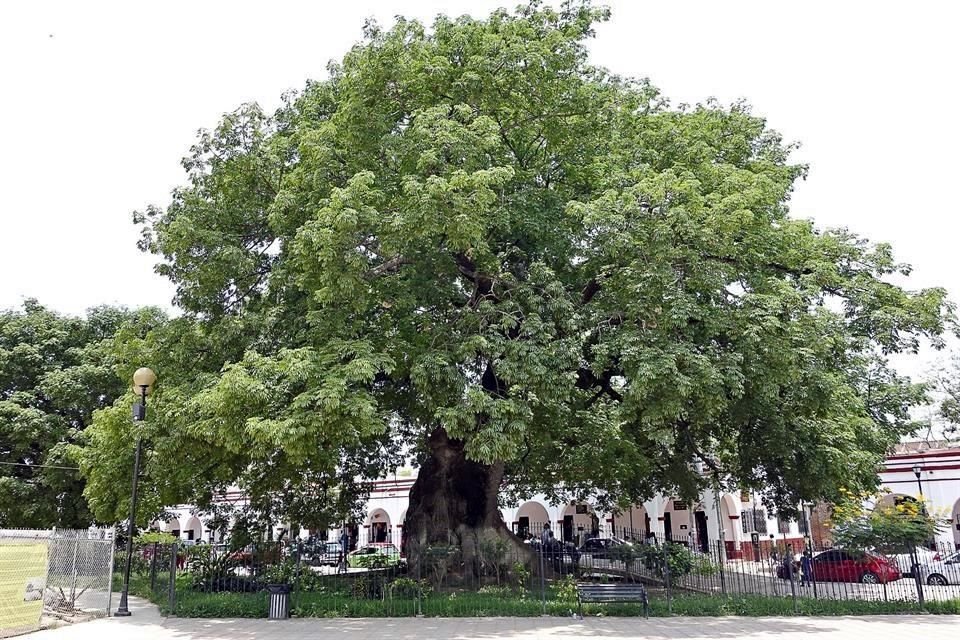 Esta semana, el Cabildo de Chiapa de Corzo, en Chiapas, declaró esta semana a la ceiba La Pochota, como patrimonio cultural, nombramiento sin precedentes en México para un árbol.