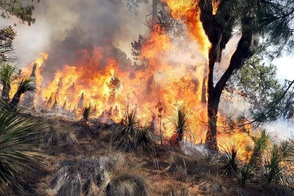 Los incendios afectan 2 mil 626 hectáreas de vegetación.