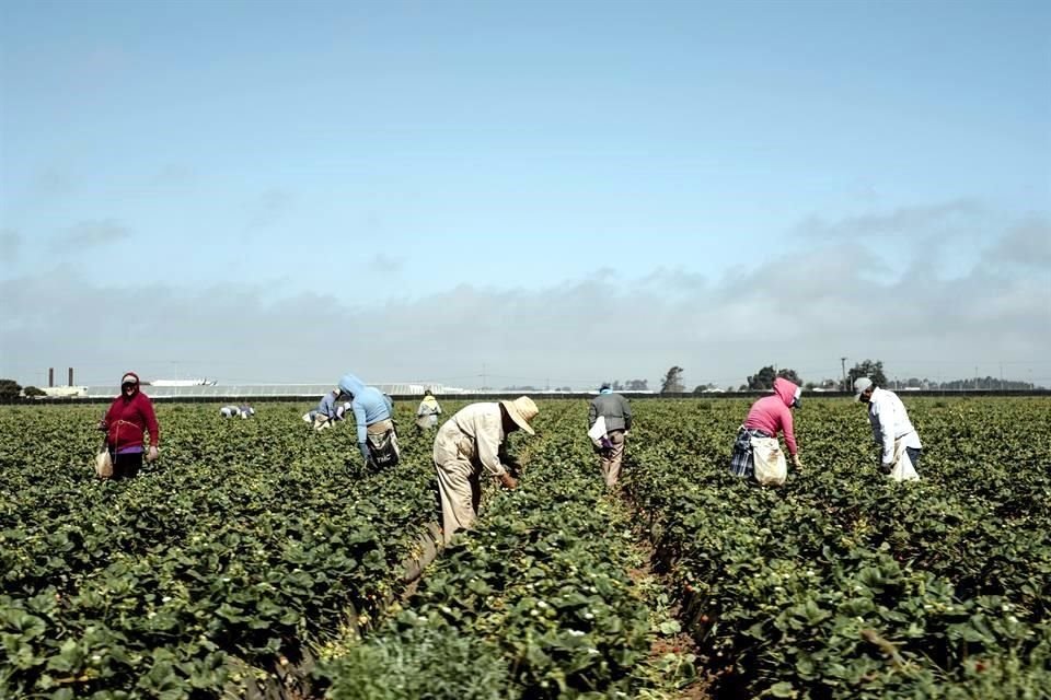 Un campo de fresas cerca de Salinas, California, en 2018. Trabajadores agrcolas indocumentados recibieron una carta que los libra de la cuarentena por considerarse que su trabajo es esencial para EU.
