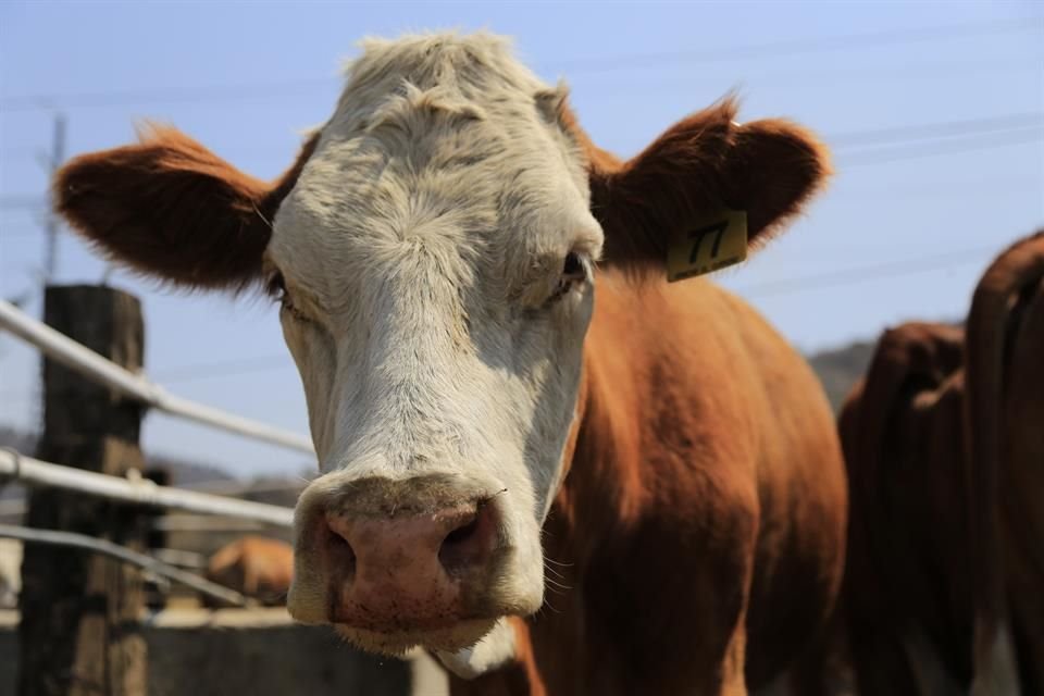 En 2020 se exportaron 1.4 millones de cabezas de ganado y 300 mil toneladas de carne de res.