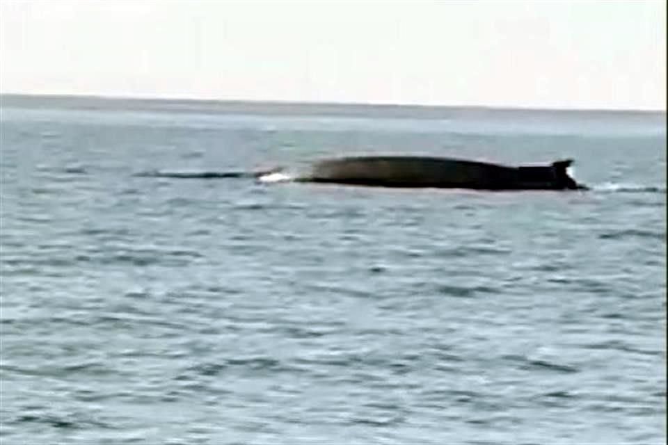 Video corroborado por AP capt dos ballenas cerca de costas francesas, suceso raro atribuido a ausencia de actividad humana por pandemia de Covid-19.