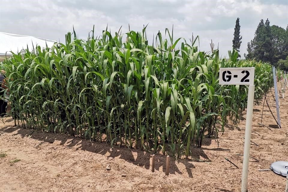 El desespigue del maíz, que puede ser manual o mediante el uso de máquinas desespigadoras, va de mayo a julio para el ciclo primavera-verano.