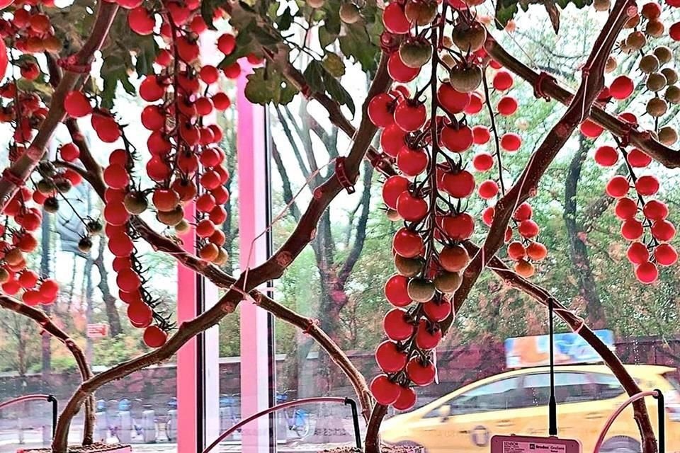El fruto es producto de un cultivo al interior del recinto que es parte de la expo 'Countryside, The Future', inaugurada en febrero.