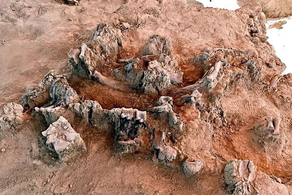 Expertos han hallado en la zona huesos pertenecientes a ms de 60 mamuts; los restos recibirn tratamiento de conservacin.