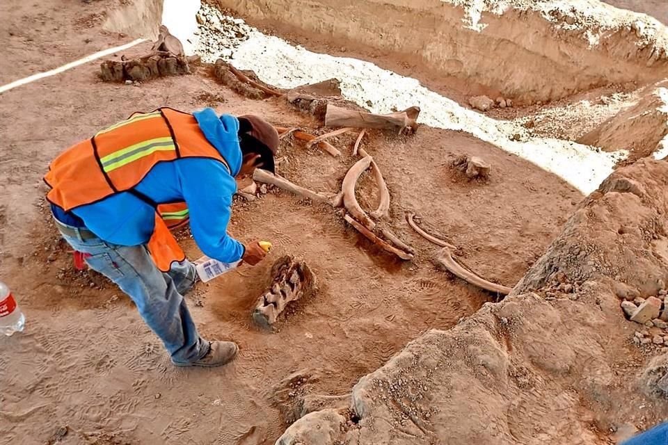 Expertos han hallado en la zona huesos pertenecientes a más de 60 mamuts; los restos recibirán tratamiento de conservación. 